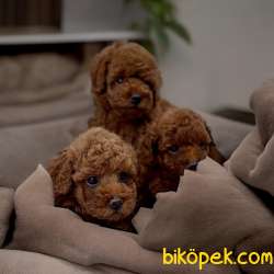 Irk Ve Sağlik Garantili Toy Poodle Bebekler 2