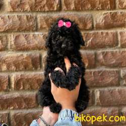 Irk Ve Sağlık Garantili Toy Poodle Yavrular 4