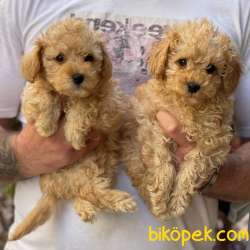 Irk Ve Sağlık Garantili Toy Poodle Yavrular 1