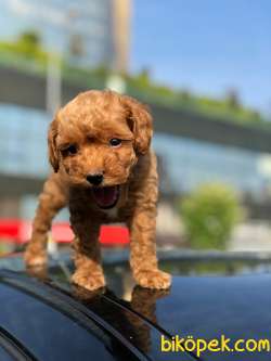 Irk Ve Sağlık Garantili Toy Poodle Yavrular 2