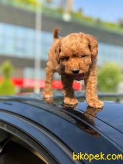 Irk Ve Sağlık Garantili Toy Poodle Yavrular 3