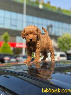 Irk Ve Sağlık Garantili Toy Poodle Yavrular 1