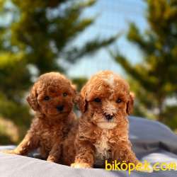 Irk Ve Sağlık Garantili Toy Poodle Yavrular 2
