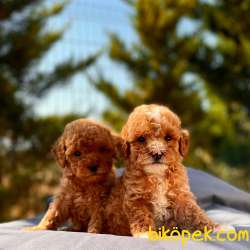 Irk Ve Sağlık Garantili Toy Poodle Yavrular 1
