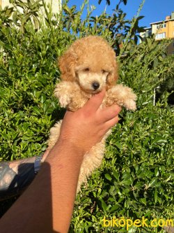 İRK VE SAĞLIK GARANTİLİ TOY POODLE YAVRULARIMİZ 3
