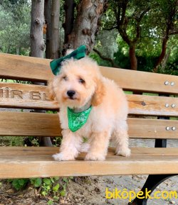 İRK VE SAĞLIK GARANTİLİ TOY POODLE YAVRULARIMİZ 5
