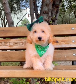 İRK VE SAĞLIK GARANTİLİ TOY POODLE YAVRULARIMİZ 1