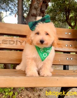 İRK VE SAĞLIK GARANTİLİ TOY POODLE YAVRULARIMİZ 2