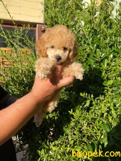 İRK VE SAĞLIK GARANTİLİ TOY POODLE YAVRULARIMİZ 4
