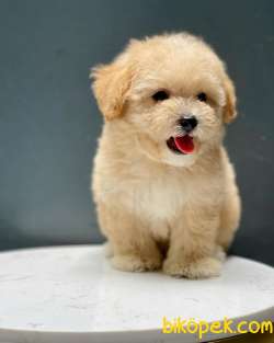 Irk Ve Sağlık Garantili Toy Poodle Yavrularimiz 3