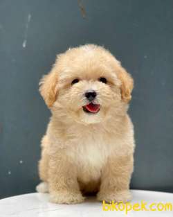 Irk Ve Sağlık Garantili Toy Poodle Yavrularimiz 2