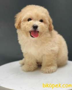 Irk Ve Sağlık Garantili Toy Poodle Yavrularimiz 1