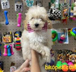 Irk Ve Sağlık Garantili Toypoodle Yavrularımız 3