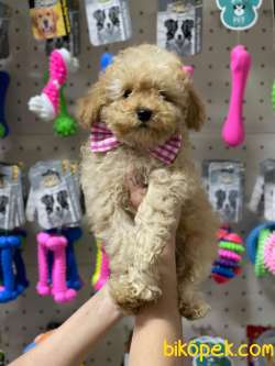 Irk Ve Sağlık Garantili Toypoodle Yavrularımız 1