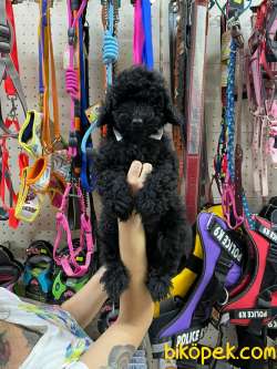 Irk Ve Sağlık Garantili Toypoodle Yavrularımız 2