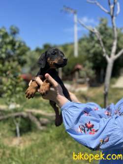 IRK VE SAĞLIK GARANTİSİ İLE DOBERMAN YAVRULAR 2