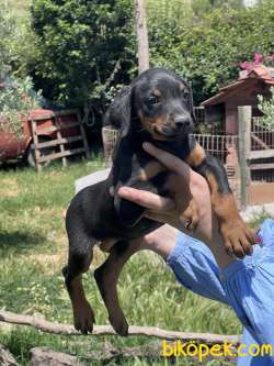 IRK VE SAĞLIK GARANTİSİ İLE DOBERMAN YAVRULAR 4