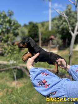 IRK VE SAĞLIK GARANTİSİ İLE DOBERMAN YAVRULAR 3