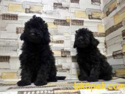 IRK VE SAĞLIK GARANTİSİ İLE SİYAH TOY POODLE YAVRULAR