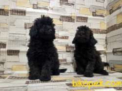 IRK VE SAĞLIK GARANTİSİ İLE SİYAH TOY POODLE YAVRULAR 4