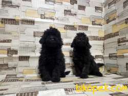 IRK VE SAĞLIK GARANTİSİ İLE SİYAH TOY POODLE YAVRULAR 5