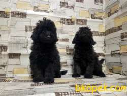 IRK VE SAĞLIK GARANTİSİ İLE SİYAH TOY POODLE YAVRULAR 2