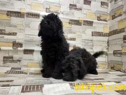 IRK VE SAĞLIK GARANTİSİ İLE SİYAH TOY POODLE YAVRULAR 3