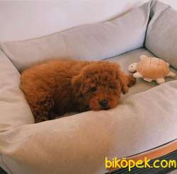 Irk Ve Sağlık Onaylı Muhteşem Güzellikte Toy Poodle 3