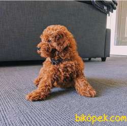 Irk Ve Sağlık Onaylı Muhteşem Güzellikte Toy Poodle 2