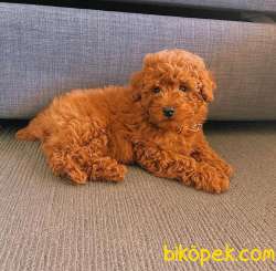 Irk Ve Sağlık Onaylı Muhteşem Güzellikte Toy Poodle 1