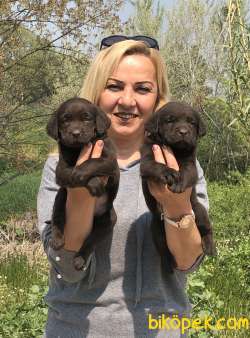 IrkGarantili Muhteşem Labrador Retriever Yavrularımız 4