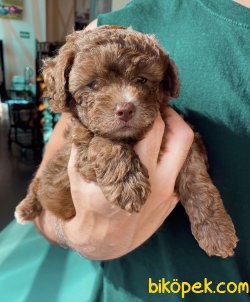 Irkın En Güzel Rengine Sahip Chocolate Toy Poodle Yavrularımız 3