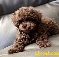 Irkın En Güzel Rengine Sahip Chocolate Toy Poodle Yavrularımız 1