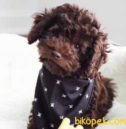 Irkın En Güzel Rengine Sahip Chocolate Toy Poodle Yavrularımız 2
