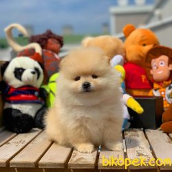 Irkın En Güzel Rengine Sahip Pomeranian Boo Yavrularımız 5