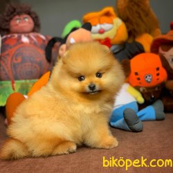 Irkın En Iyisi Olan Pomeranian Boo Yavrularımız 3