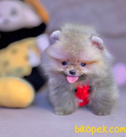 Irkının En Güzel Garantili Pomeranian Yavruları 3