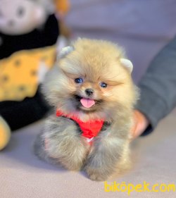 Irkının En Güzel Garantili Pomeranian Yavruları 1