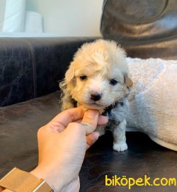 Irkının En Güzel Maltipoo Yavruları 1