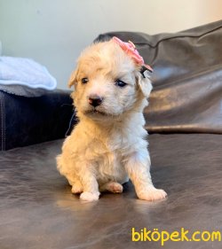Irkının En Güzel Maltipoo Yavruları 4