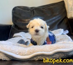 Irkının En Güzel Maltipoo Yavruları 2