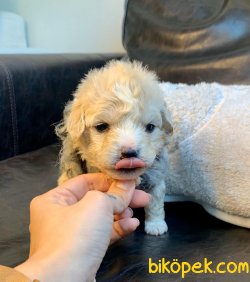 Irkının En Güzel Maltipoo Yavruları 5