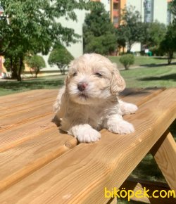 Irkının En Güzel Maltipoo Yavruları 3
