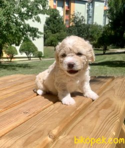 Irkının En Güzel Maltipoo Yavruları 2