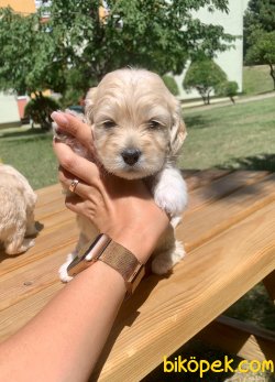 Irkının En Güzel Maltipoo Yavruları 1