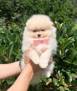 Irkının En Güzel Pomeranian Boo Yavruları 1