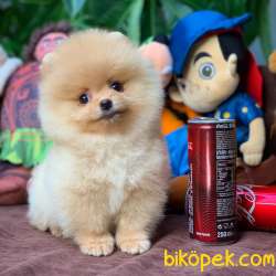Irkının En Güzeli Gülen Surat Pomeranian Yavrularımız 4