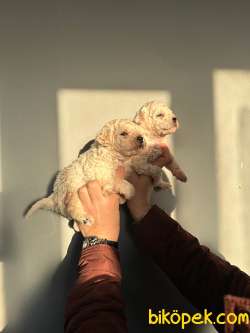 IRKININ EN GÜZELİ VE UYGUNU BEYAZ TOY POODLE BEBEKLER 2