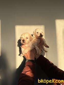 IRKININ EN GÜZELİ VE UYGUNU BEYAZ TOY POODLE BEBEKLER 3