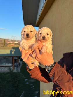 IRKININ EN GÜZELİ VE UYGUNU BEYAZ TOY POODLE BEBEKLER